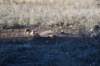 dsc_4603_fs_small.jpg