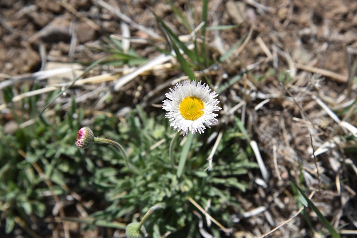 dsc_4965_fs.jpg