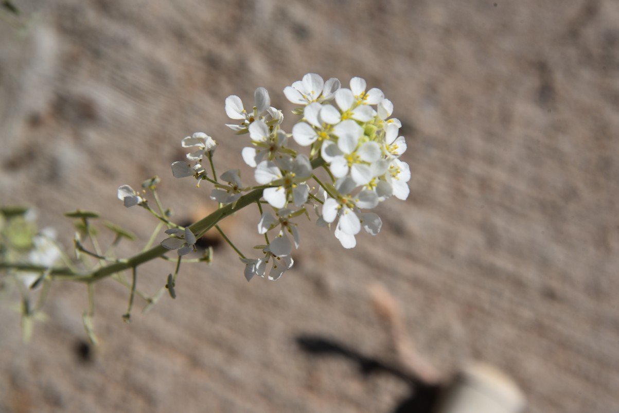 dsc_5279_fs.jpg