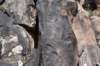 dsc_1163_fs_small.jpg