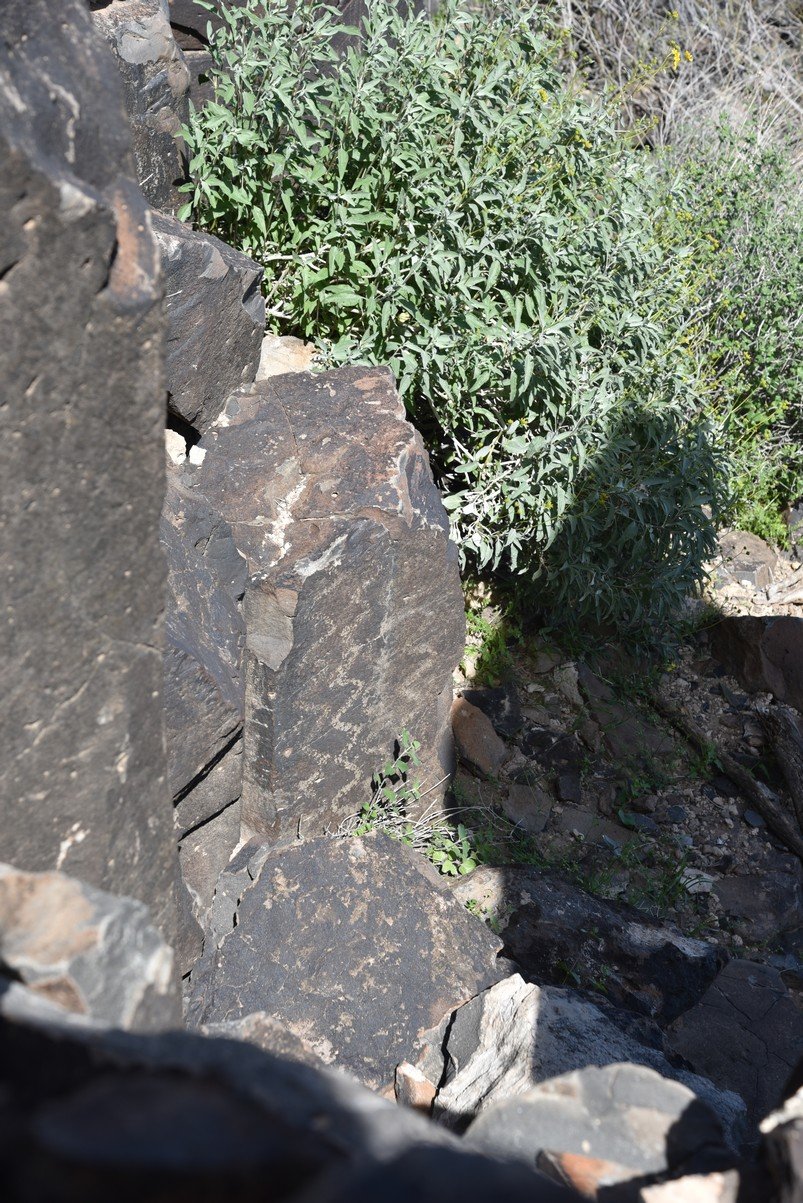 dsc_1239_fs.jpg