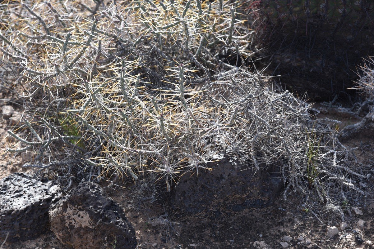dsc_1441_fs.jpg