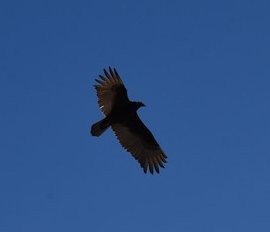 dsc_1654_fscrop.jpg