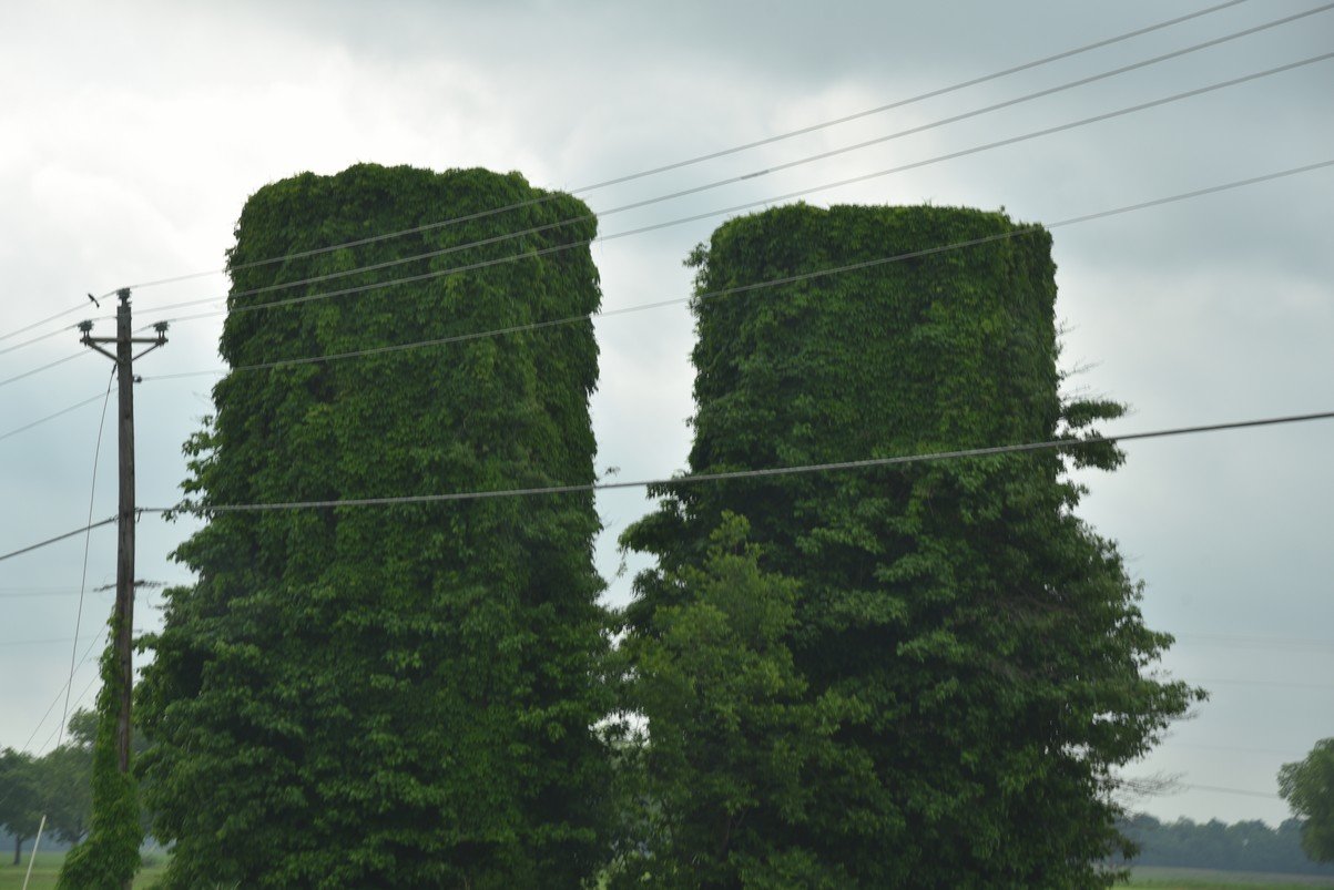 dsc_4573_fskudzu.jpg