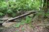dsc_4585_fslinecreektrace_small.jpg
