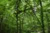 dsc_4586_fslinecreektrace_small.jpg