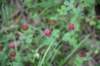 dsc_4644_fs_small.jpg