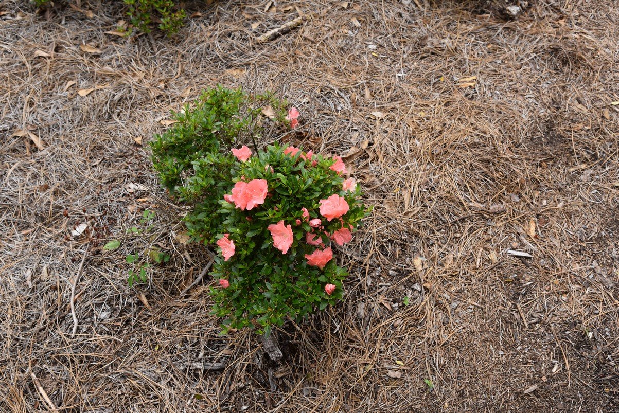 dsc_4697_fs.jpg