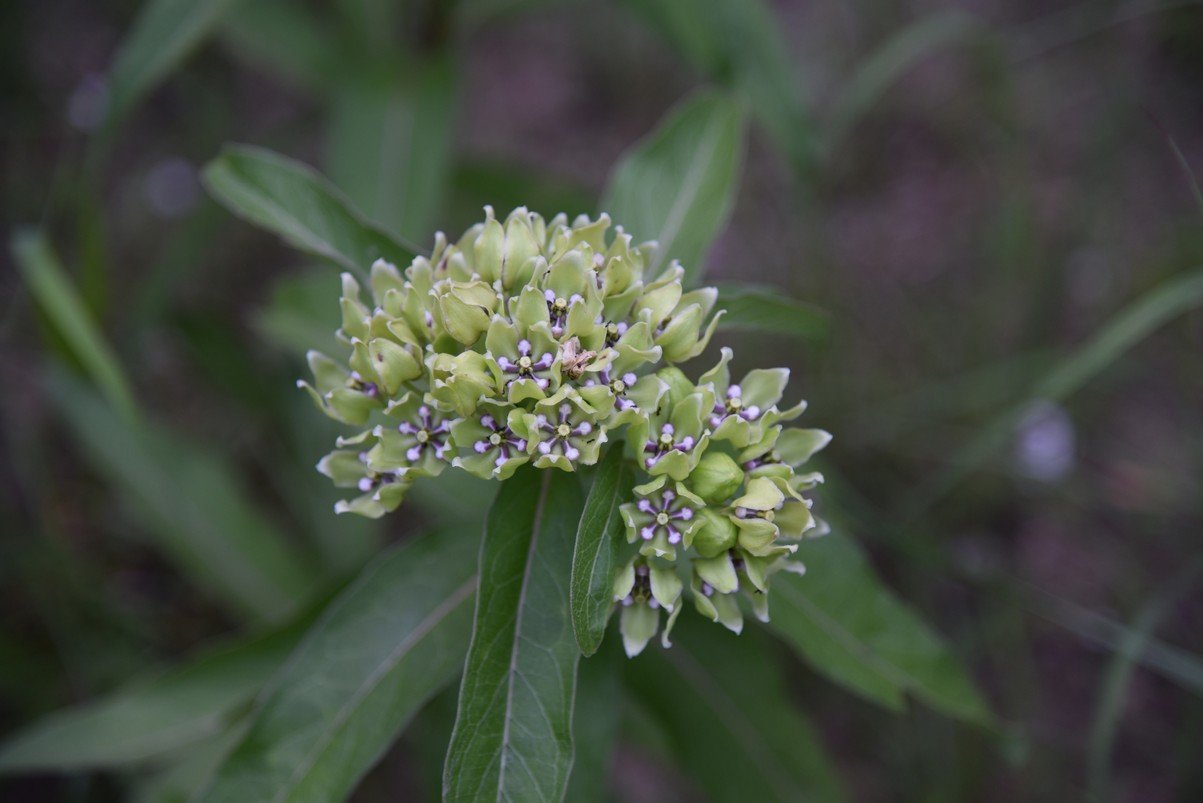 dsc_4800_fs.jpg
