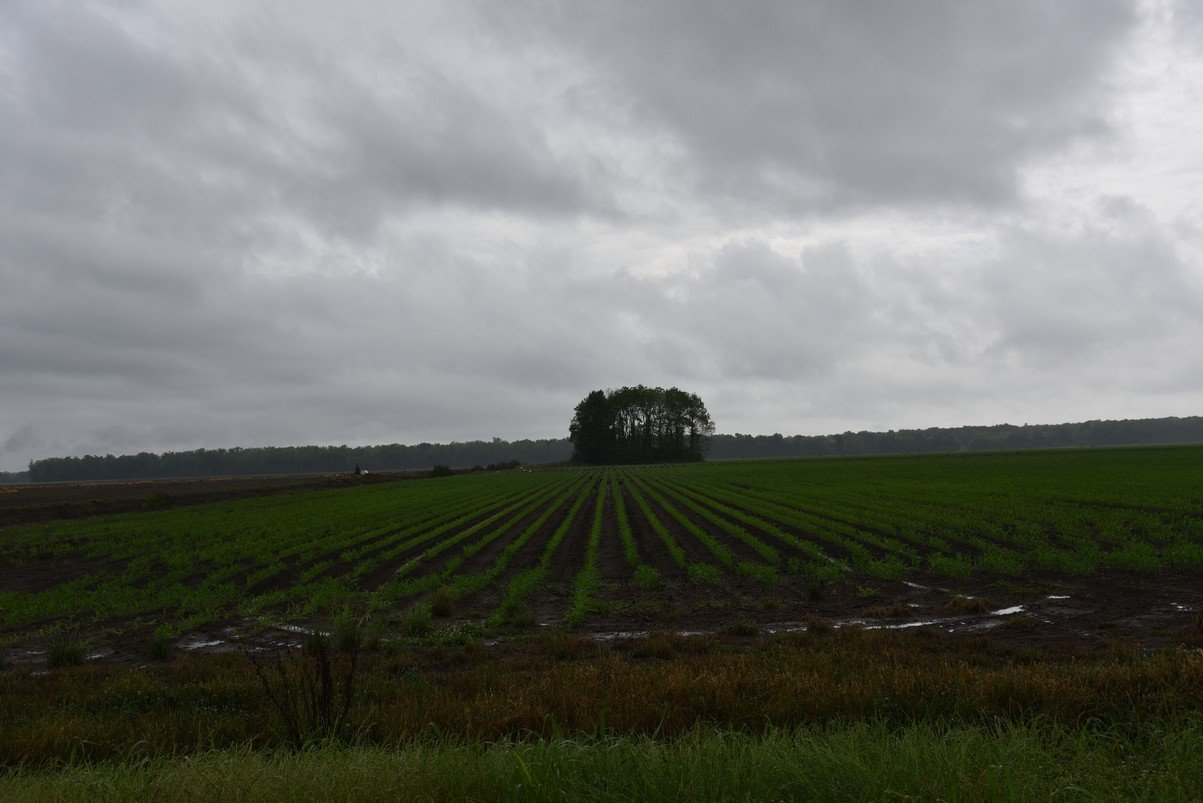 dsc_2485_fs.jpg