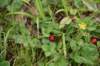 dsc_2622_fs_small.jpg