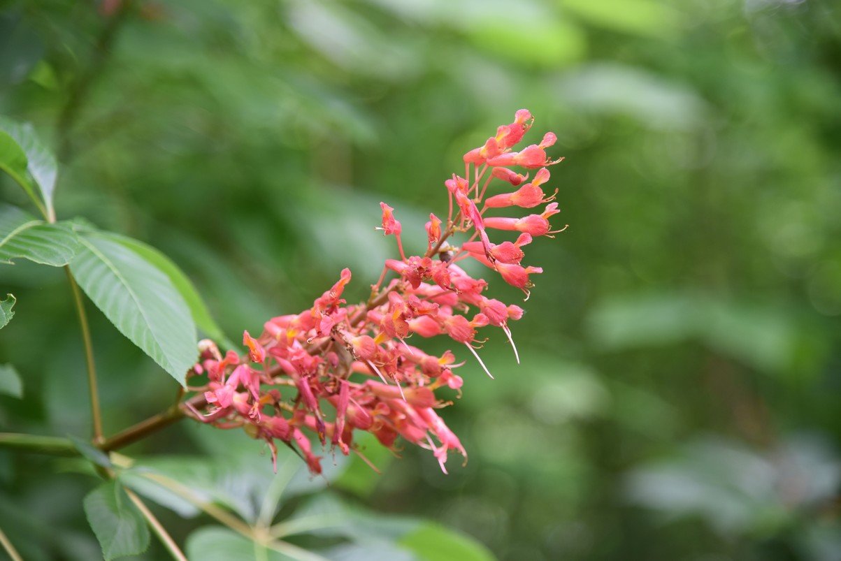 dsc_2686_fs.jpg