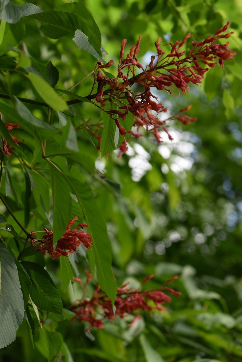 dsc_2687_fs.jpg