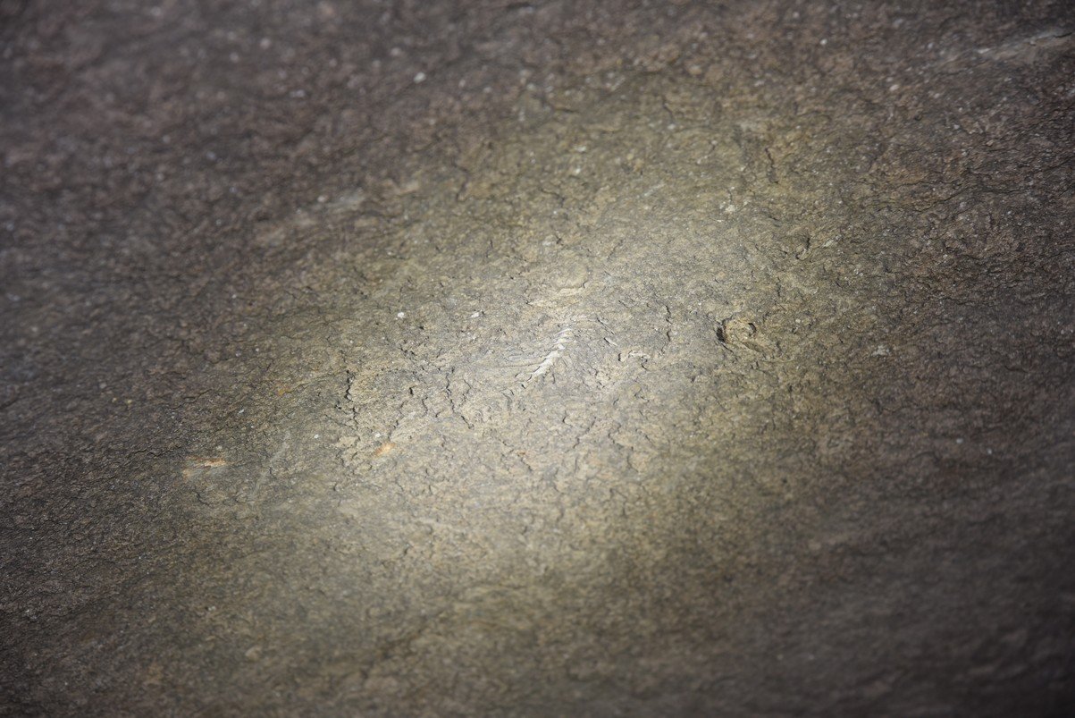 dsc_5399_fs.jpg