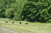 dsc_5405_fs_small.jpg
