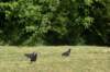 dsc_5407_fs_small.jpg