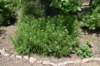 dsc_5780_fs_small.jpg