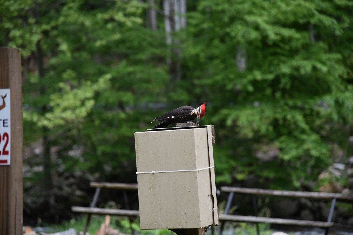dsc_7090_fs.jpg