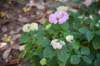 dsc_8679_fs_small.jpg