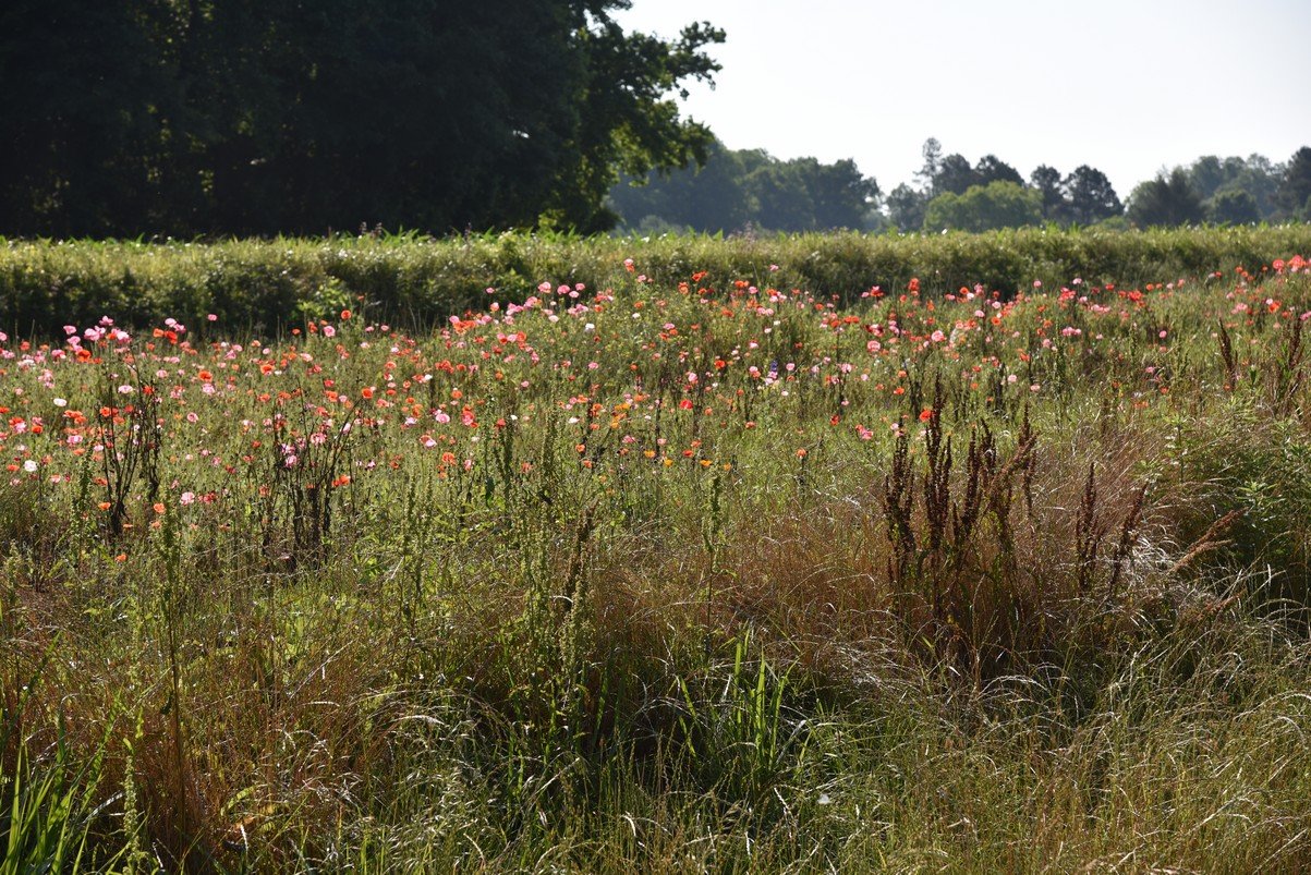 dsc_8848miscmostlyflowers.jpg