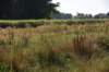 dsc_8848miscmostlyflowers_small.jpg