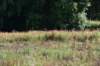dsc_8855_fs_small.jpg
