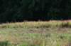 dsc_8856_fs_small.jpg