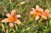 dsc_9029_fs_small.jpg