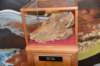 dsc_9043_fs_small.jpg