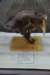 dsc_9070_fs_small.jpg