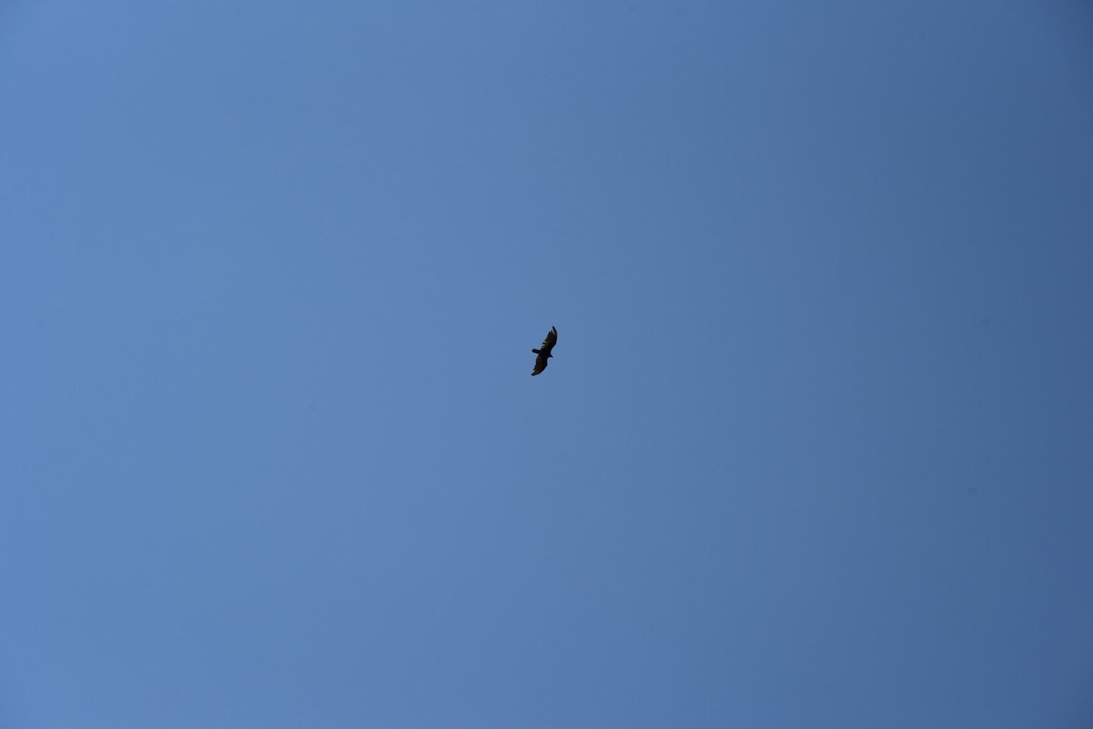 dsc_9207_fs.jpg
