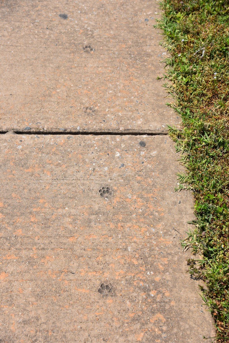 dsc_9211_fs.jpg