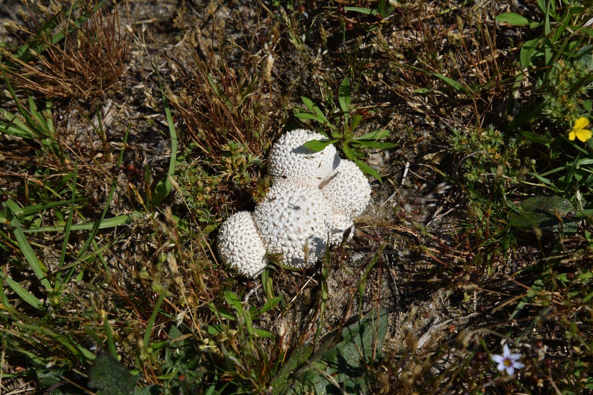 dsc_9254_fs.jpg