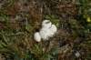dsc_9254_fs_small.jpg