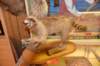 dsc_9299_fs_small.jpg