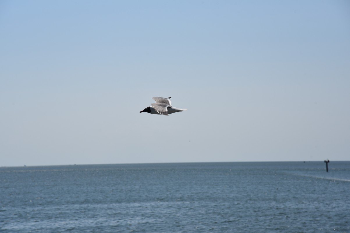 dsc_9416_fs.jpg