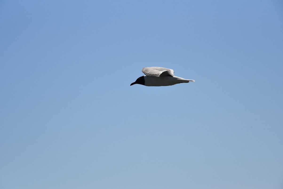 dsc_9417_fs.jpg