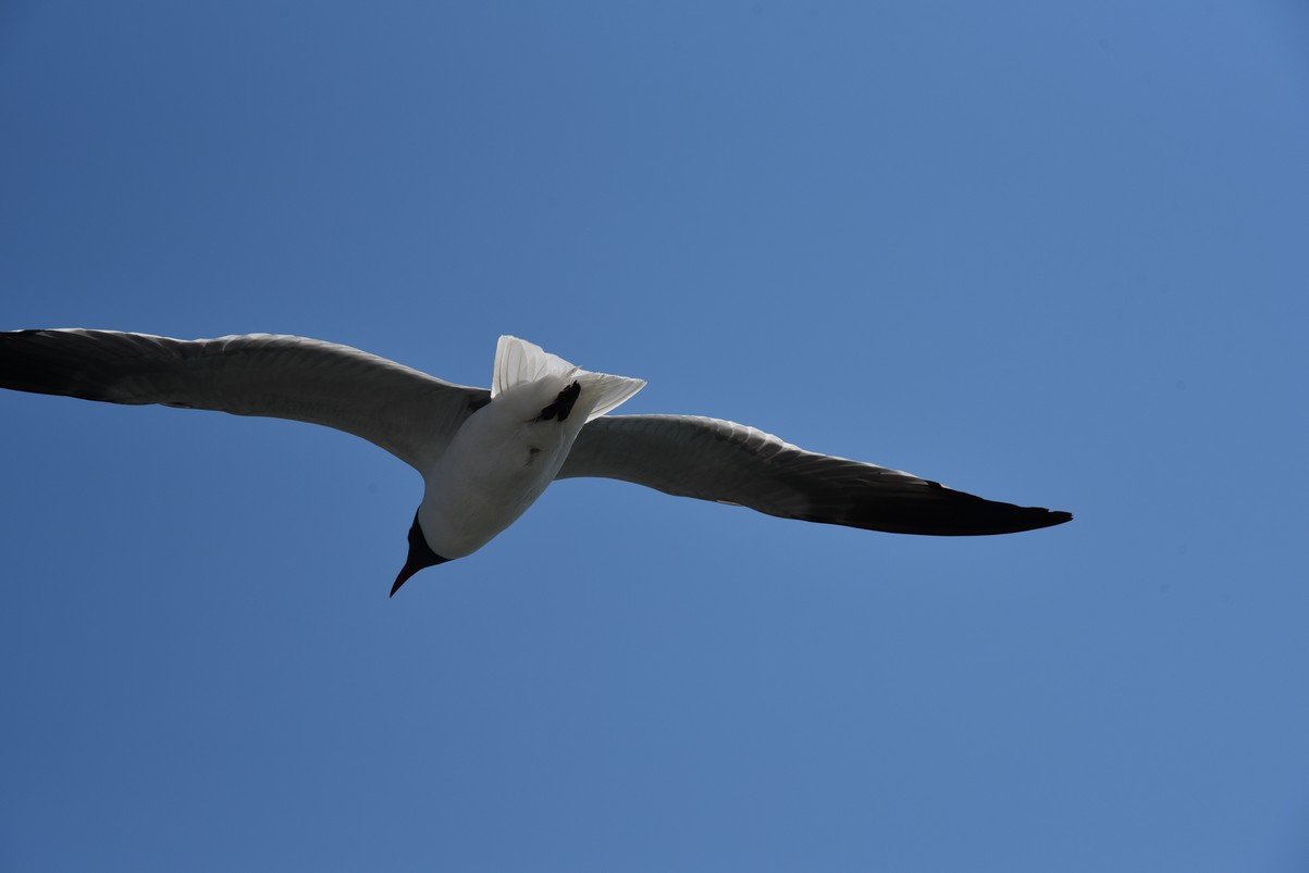 dsc_9418_fs.jpg