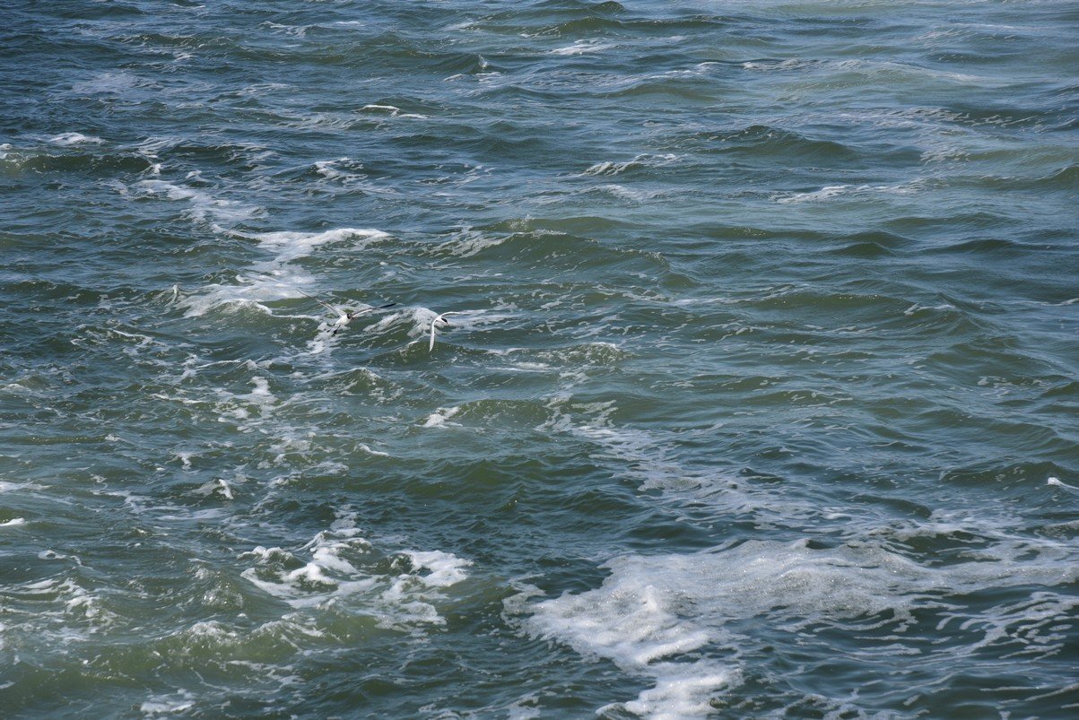 dsc_9423_fs.jpg