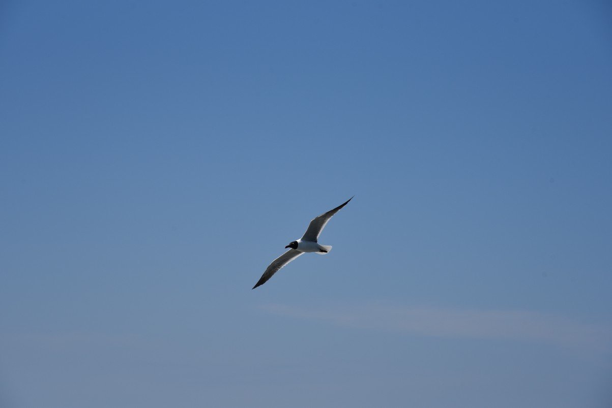 dsc_9425_fs.jpg