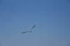 dsc_9426_fs_small.jpg