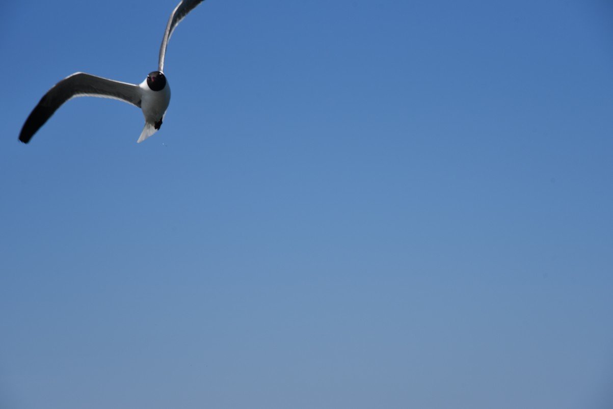 dsc_9428_fs.jpg