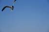 dsc_9428_fs_small.jpg