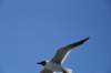 dsc_9429_fs_small.jpg