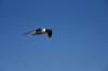 dsc_9432_fs_small.jpg