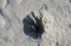 dsc_9457_fs_small.jpg
