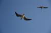 dsc_9479_fs_small.jpg