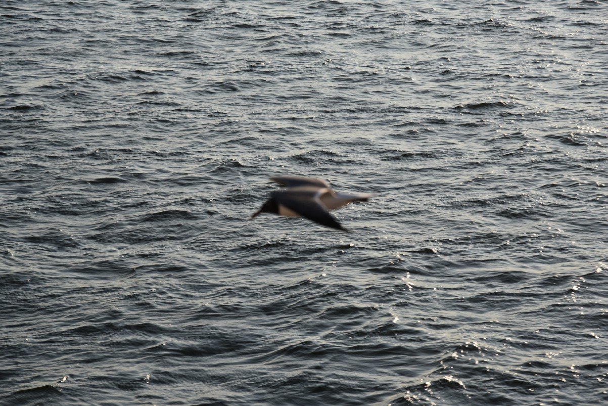 dsc_9482_fs.jpg