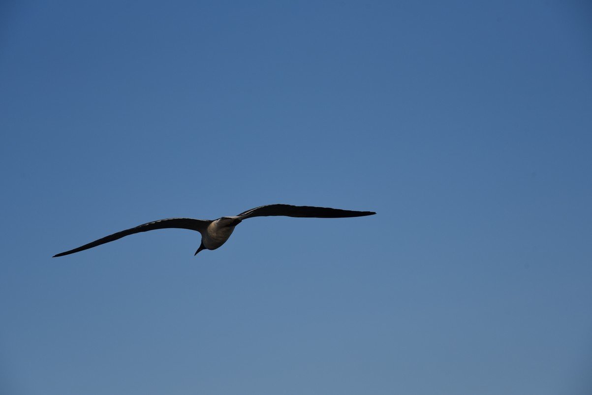dsc_9484_fs.jpg