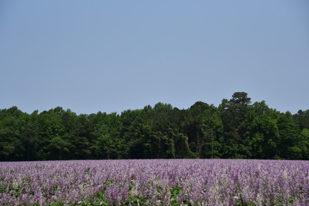 dsc_9492_fs.jpg